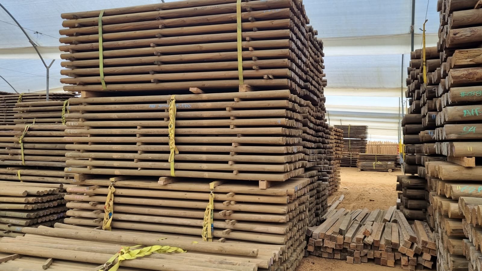 Proceso de inmunización de madera